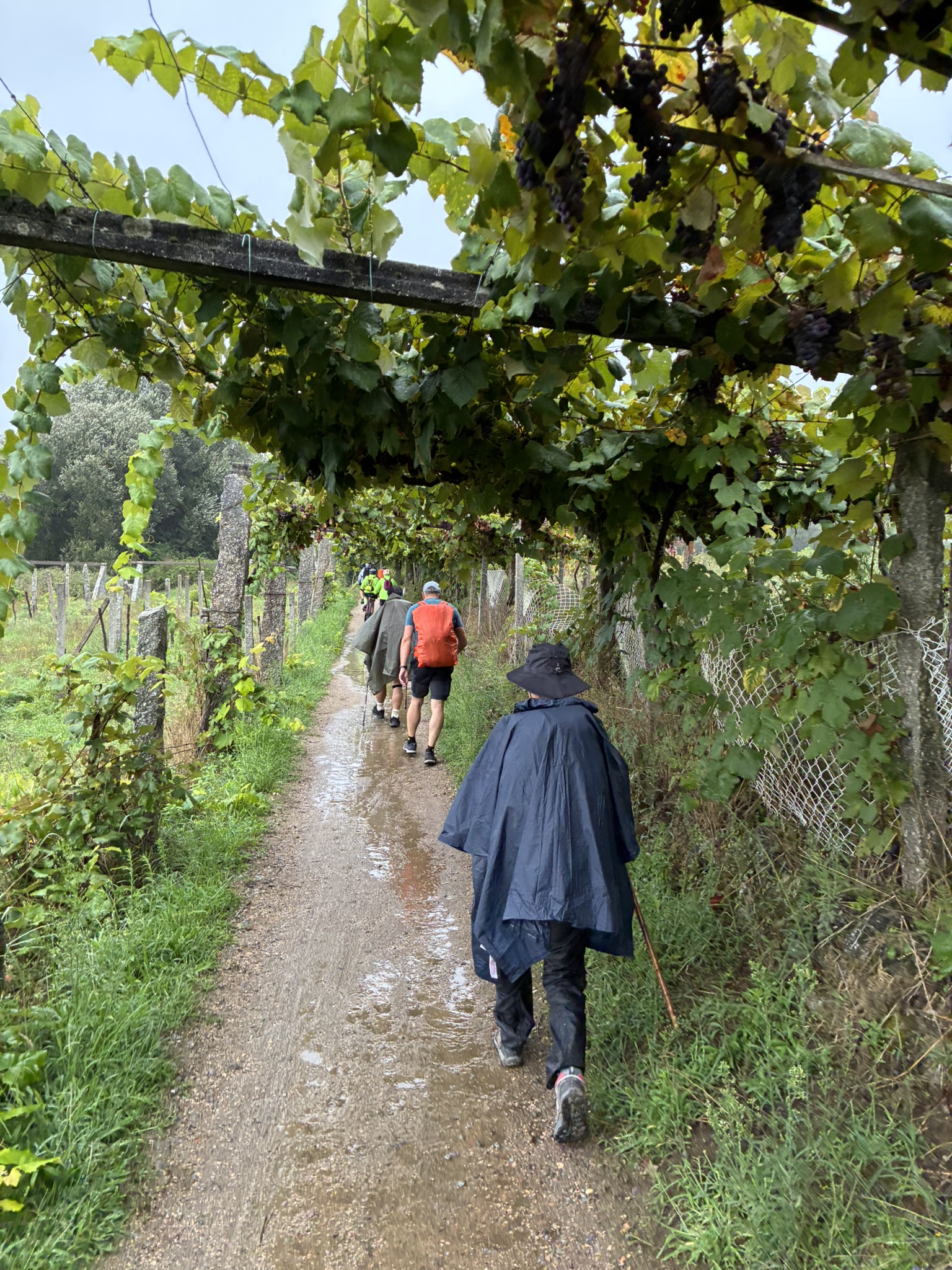 Caminho de Santiago de Compostela: Caminho Português da Costa — foto 75