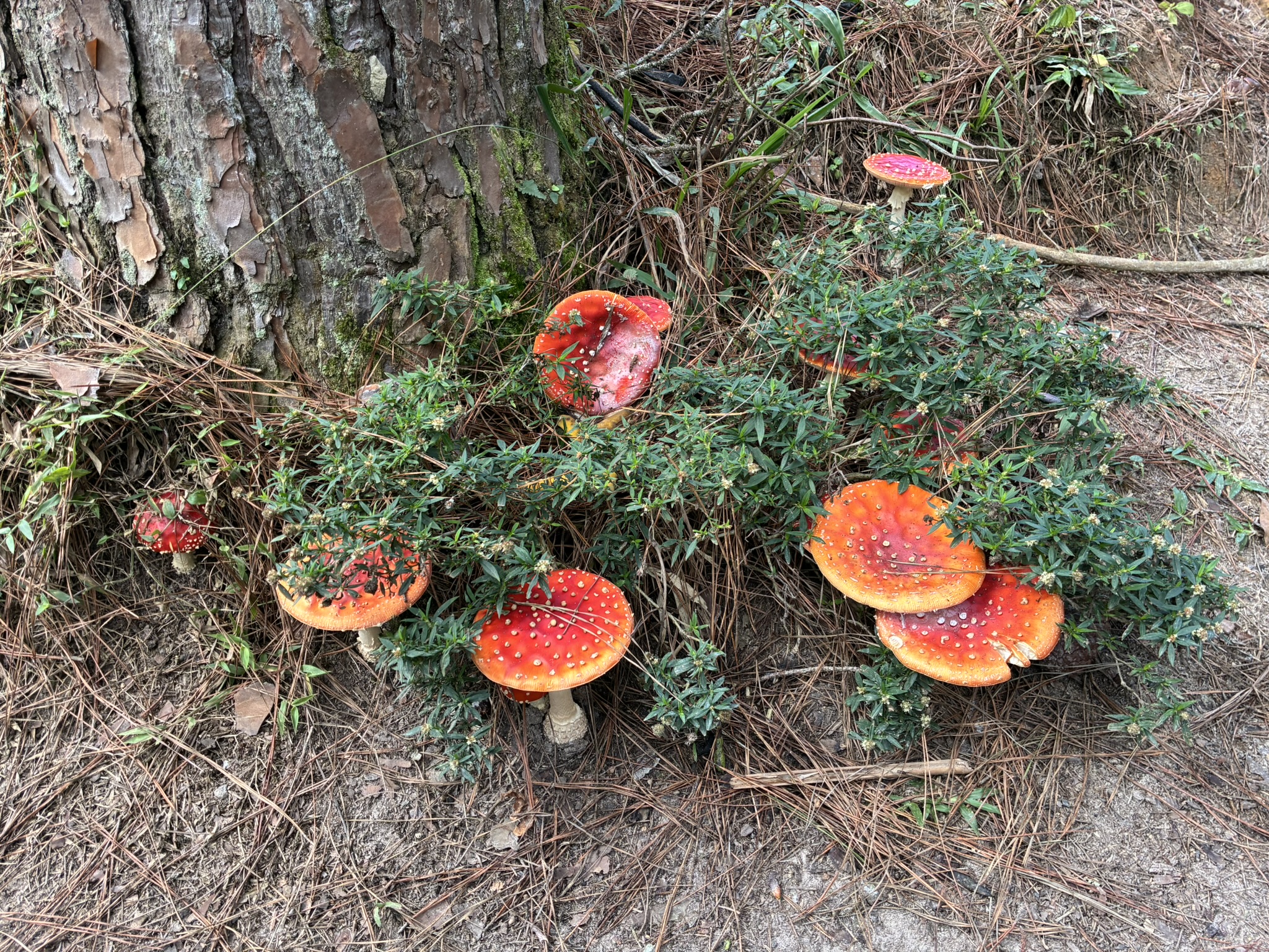 Paranapiacaba — Rota da Madeira — foto 6