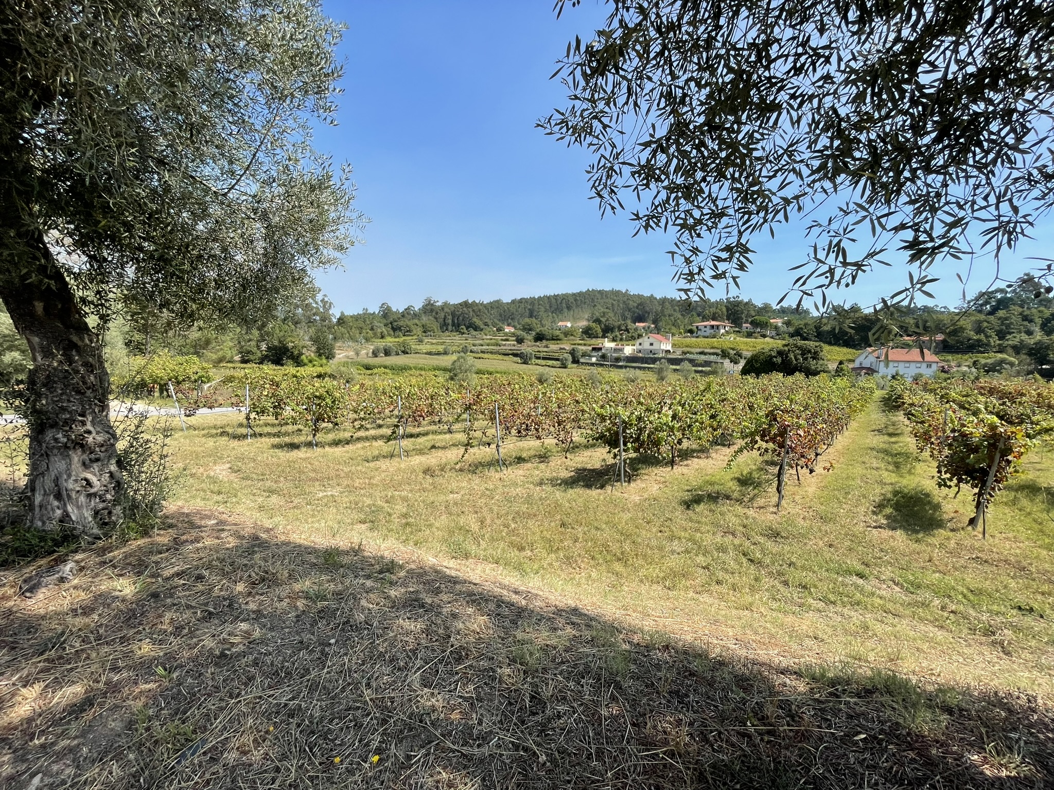 Caminho de Santiago de Compostela — foto 7