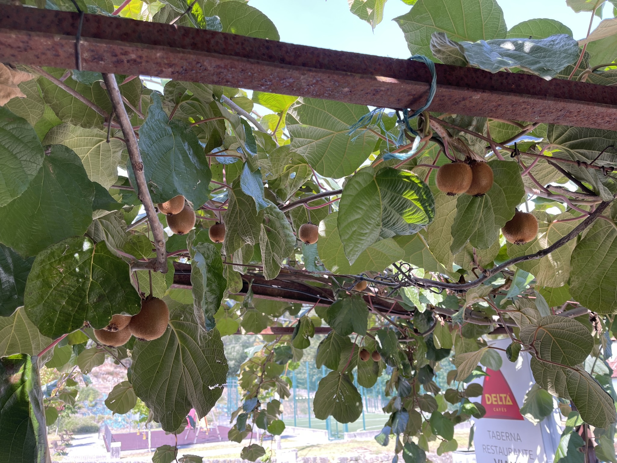 Caminho de Santiago de Compostela — foto 8